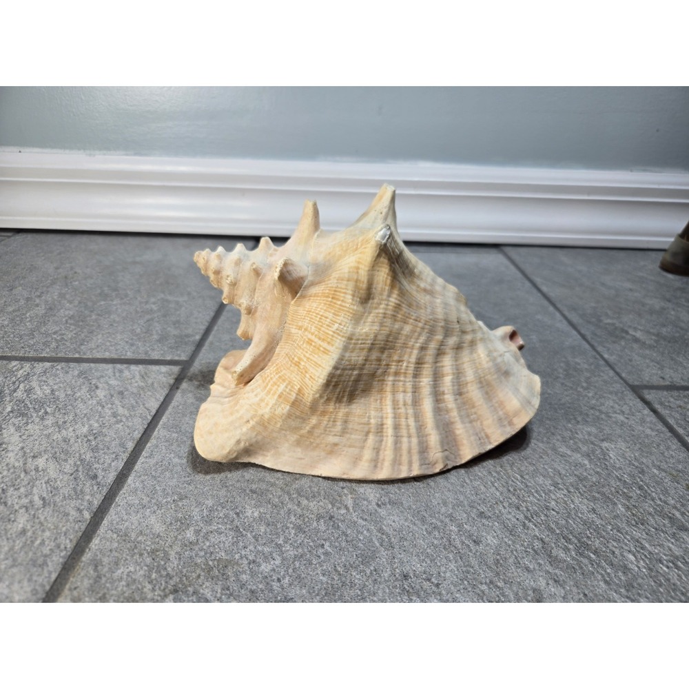 Large Natural Sea Shell Conch Style 10" Coastal Beach Decor Pink Interior
